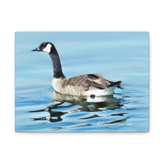 Canvas Gallery Wrap, Canada Goose on Stansbury Lake , by  Rod Walgamott