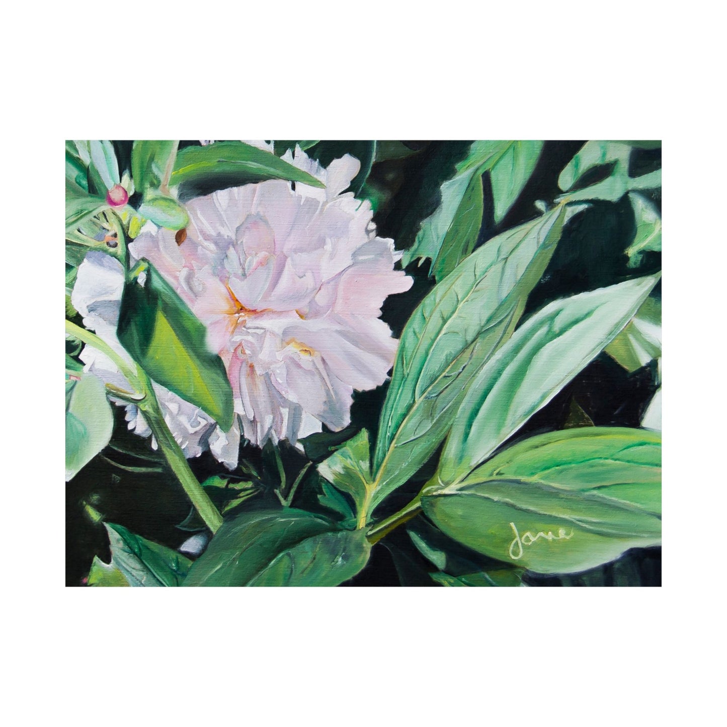 Shy Peone, by Jane Autry--Premium Matte Print