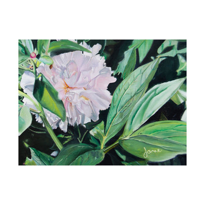 Shy Peone, by Jane Autry--Premium Matte Print