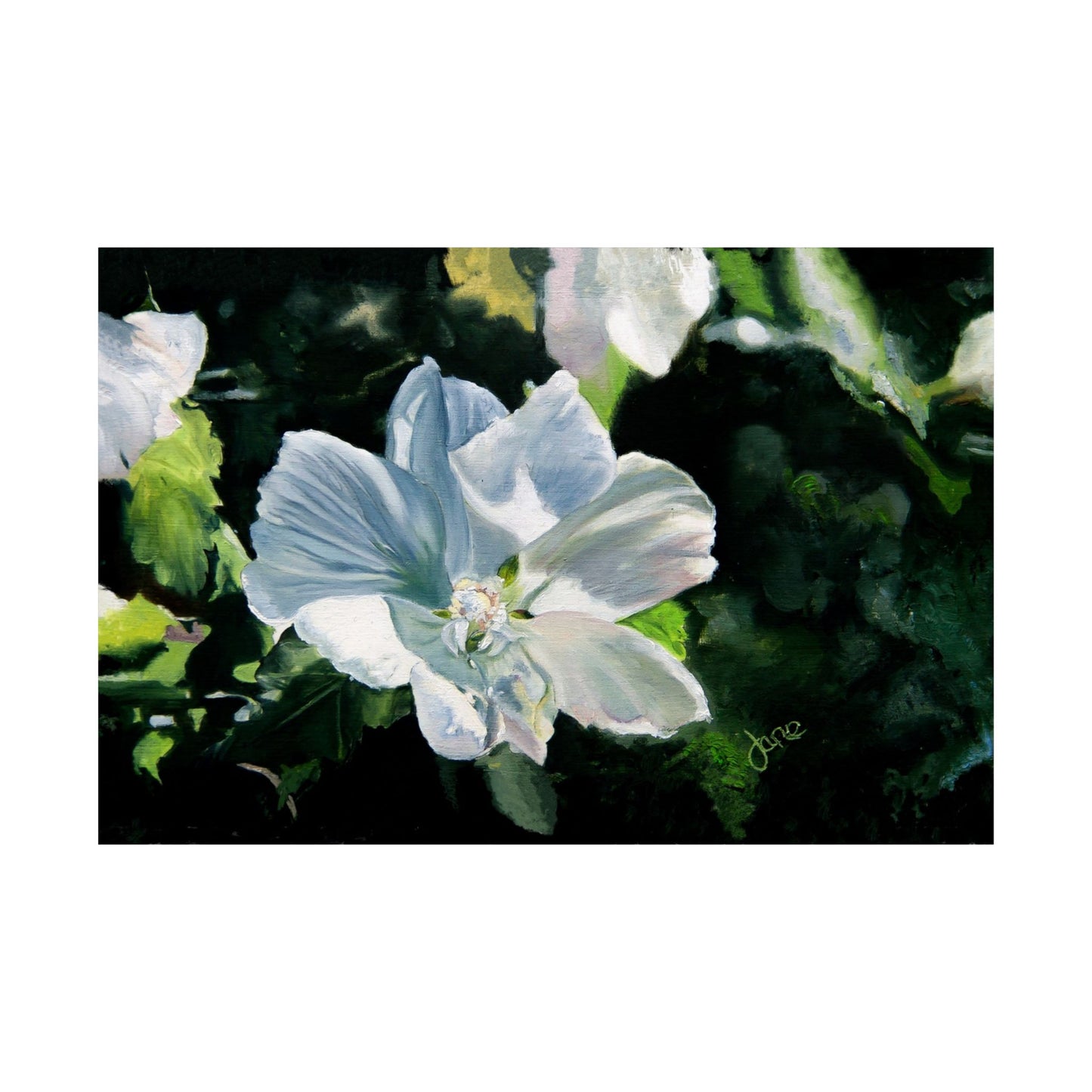 White Rose of Sharon, by Jane Autry--Premium Matte Print