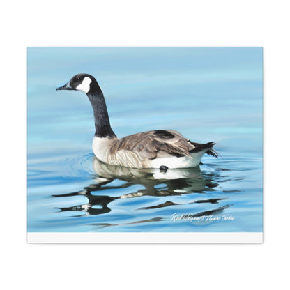 Canvas Gallery Wrap, Canada Goose on Stansbury Lake , by  Rod Walgamott