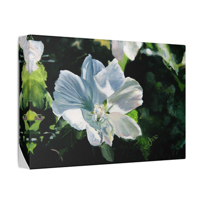 Classic Stretched Canvas, White Rose of Sharon by Jane Autry