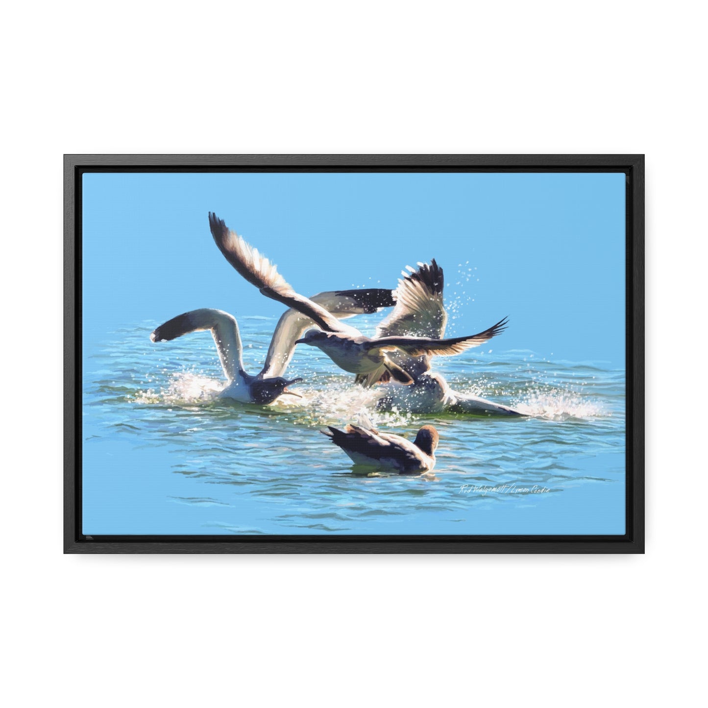 Stretched Canvas Print in Wood Frame, Gull Fight on Stansbury Lake, by Rod Walgamott
