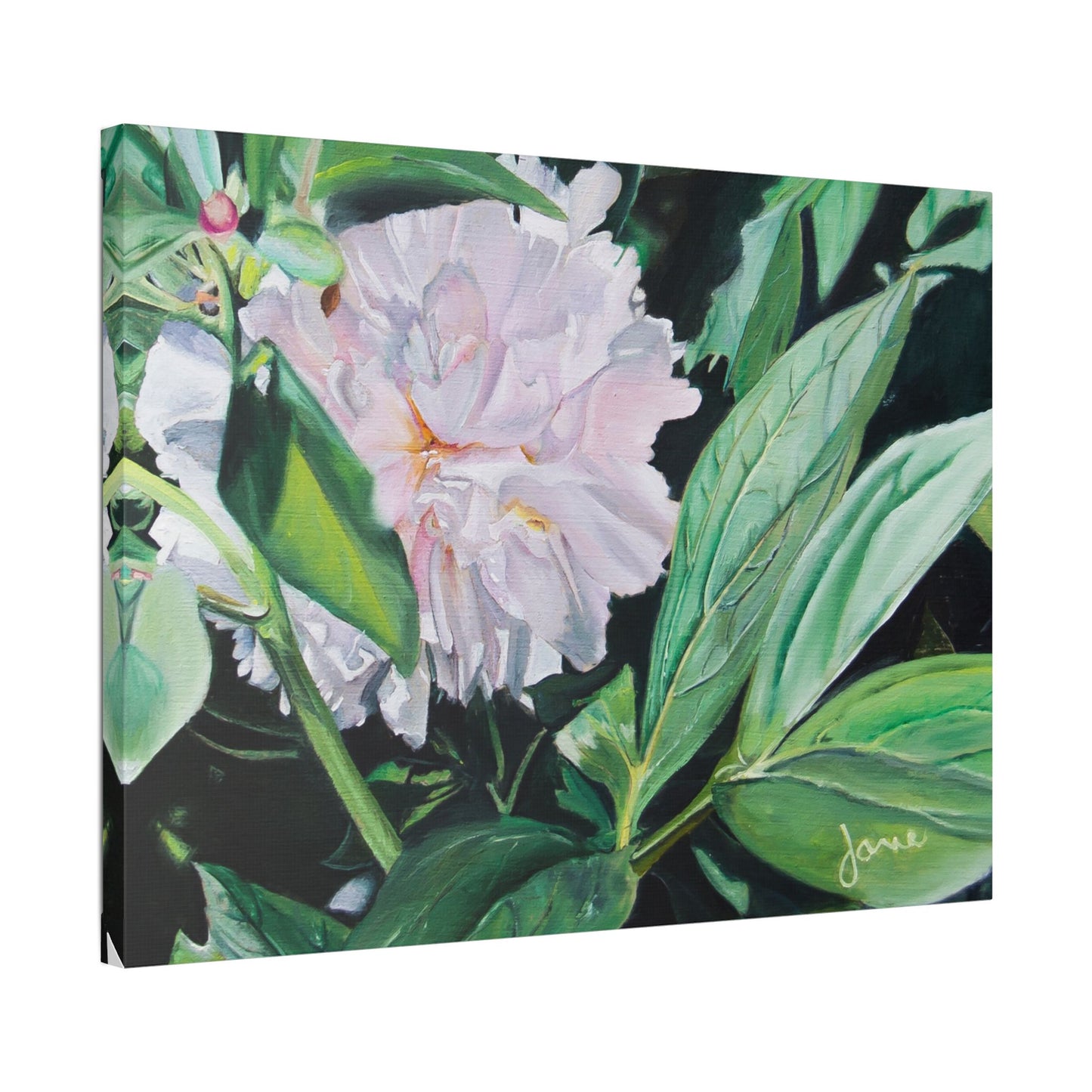 Classic Stretched Canvas, Shy Peone by Jane Autry
