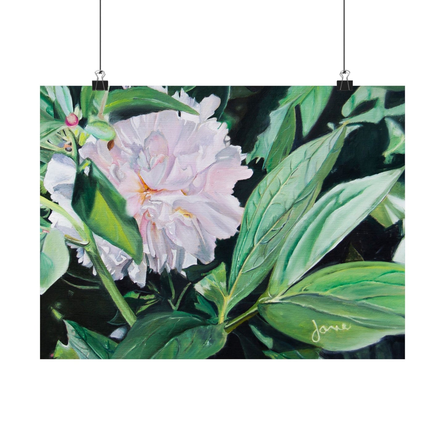Shy Peone, by Jane Autry--Premium Matte Print