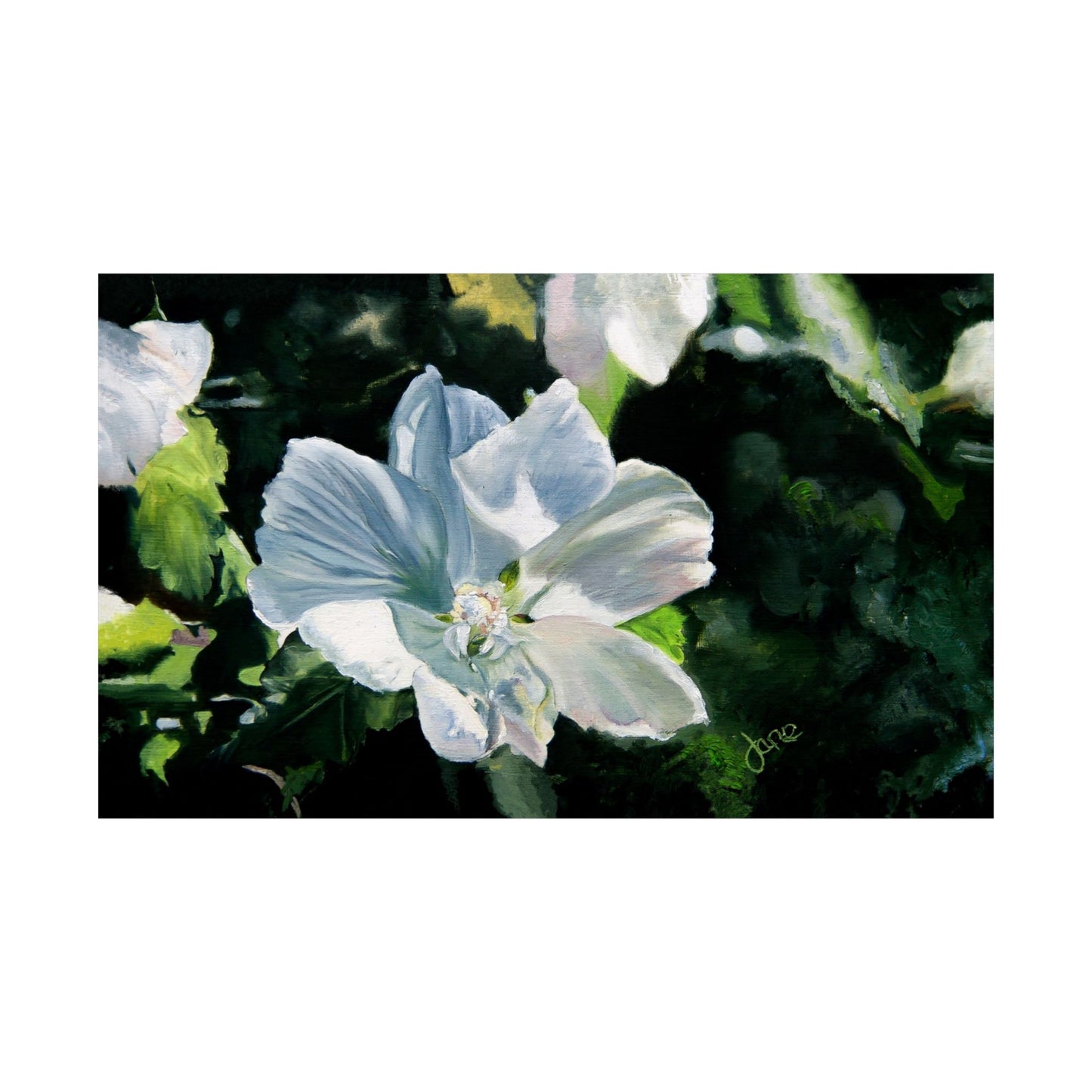 White Rose of Sharon, by Jane Autry--Premium Matte Print
