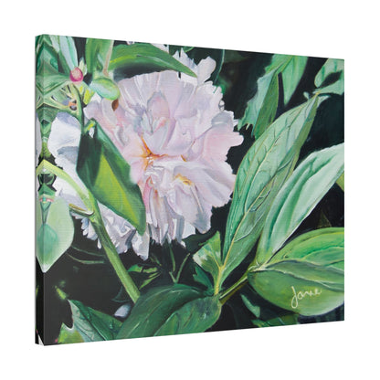 Classic Stretched Canvas, Shy Peone by Jane Autry