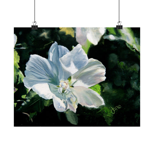 White Rose of Sharon, by Jane Autry--Premium Matte Print