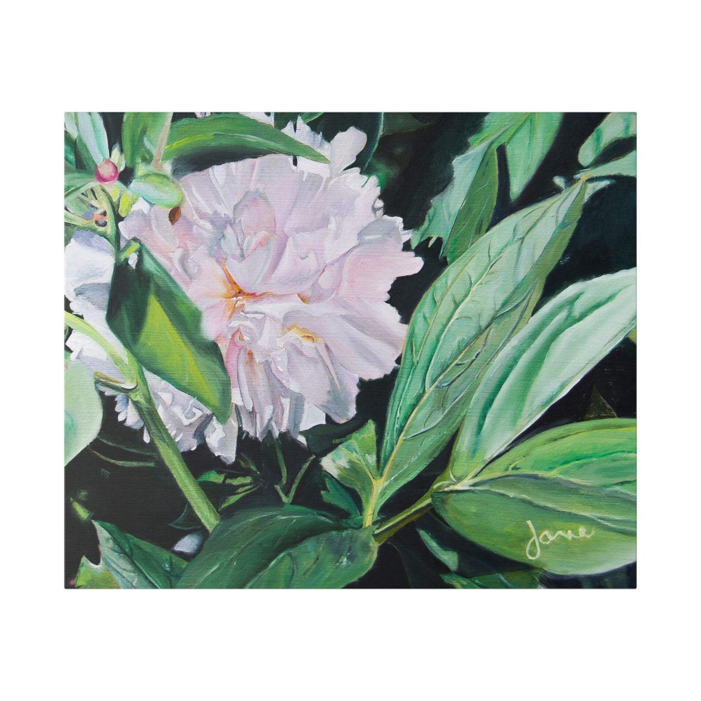 Classic Stretched Canvas, Shy Peone by Jane Autry