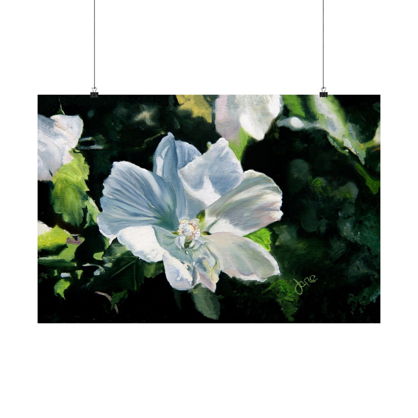White Rose of Sharon, by Jane Autry--Premium Matte Print