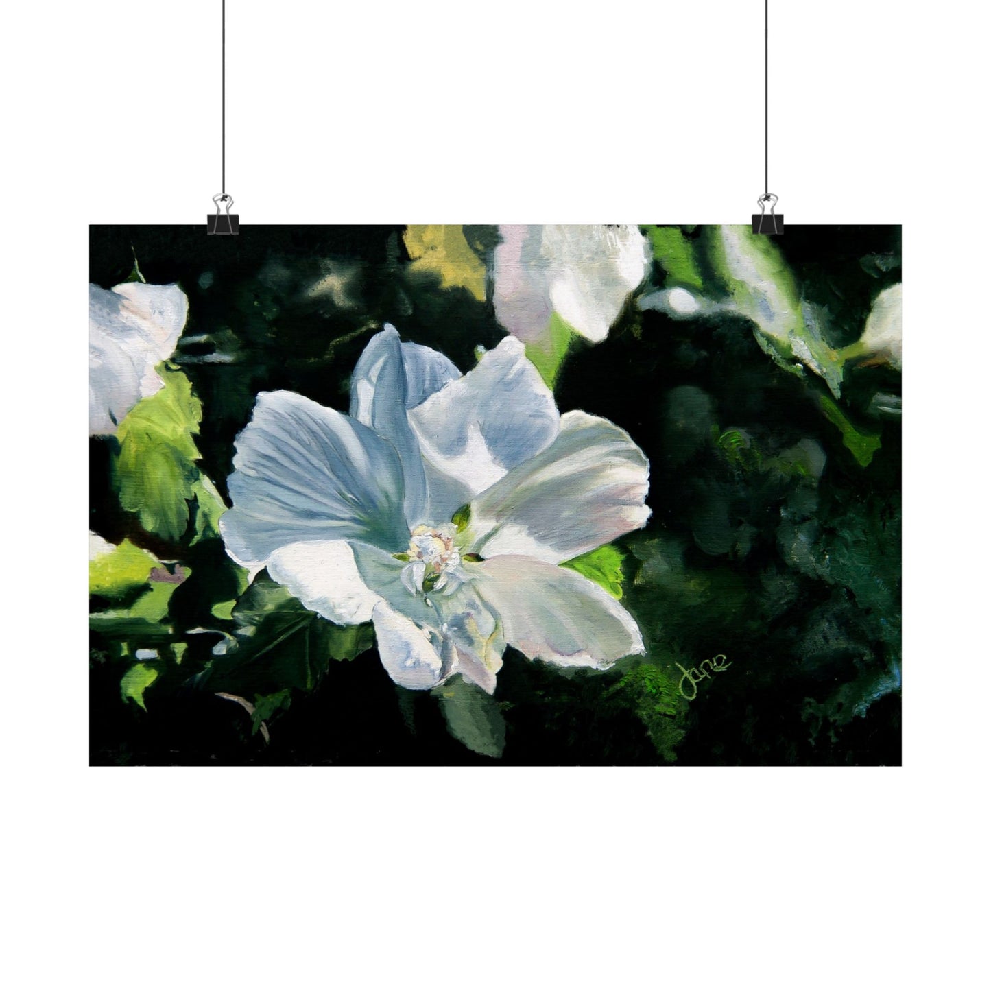 White Rose of Sharon, by Jane Autry--Premium Matte Print