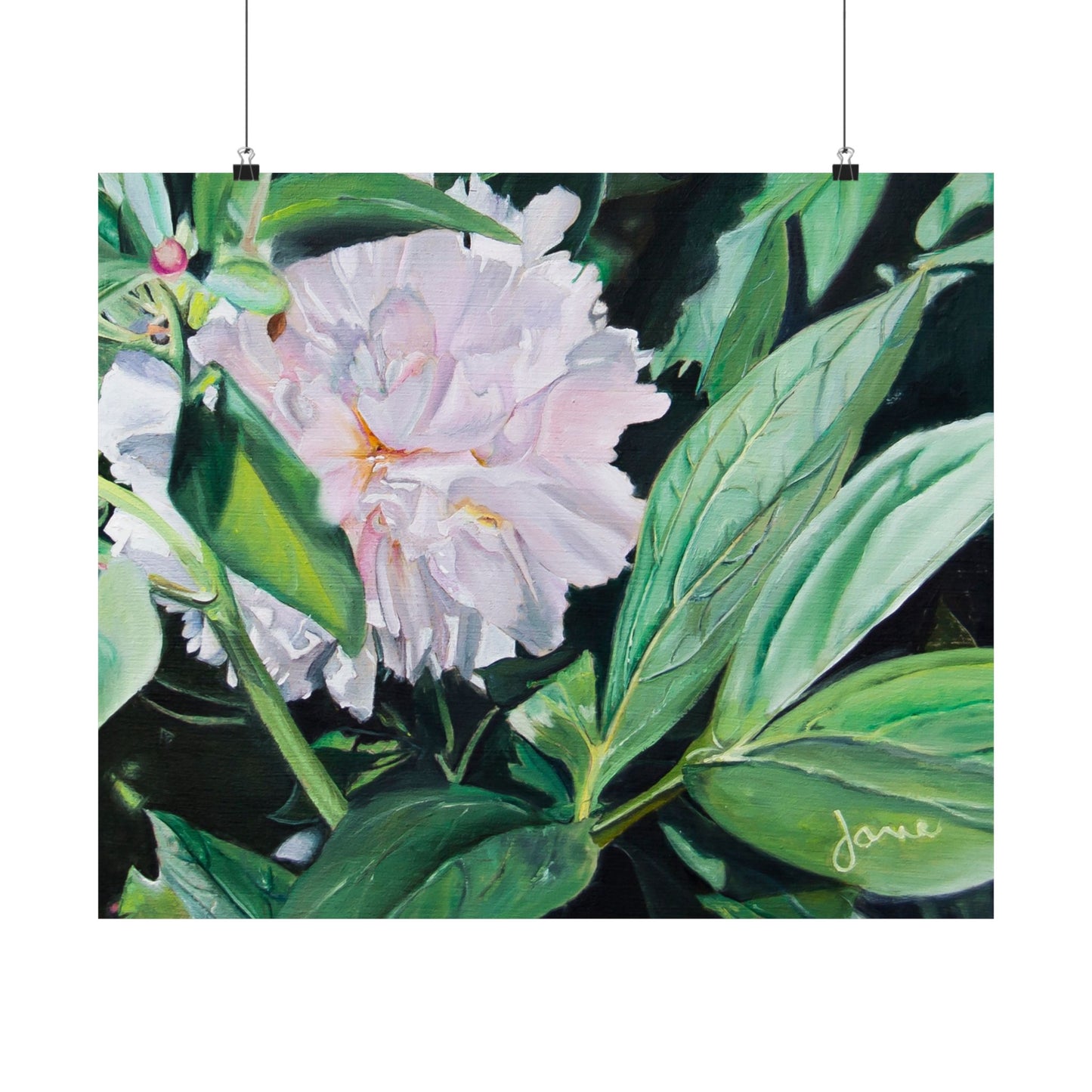 Shy Peone, by Jane Autry--Premium Matte Print