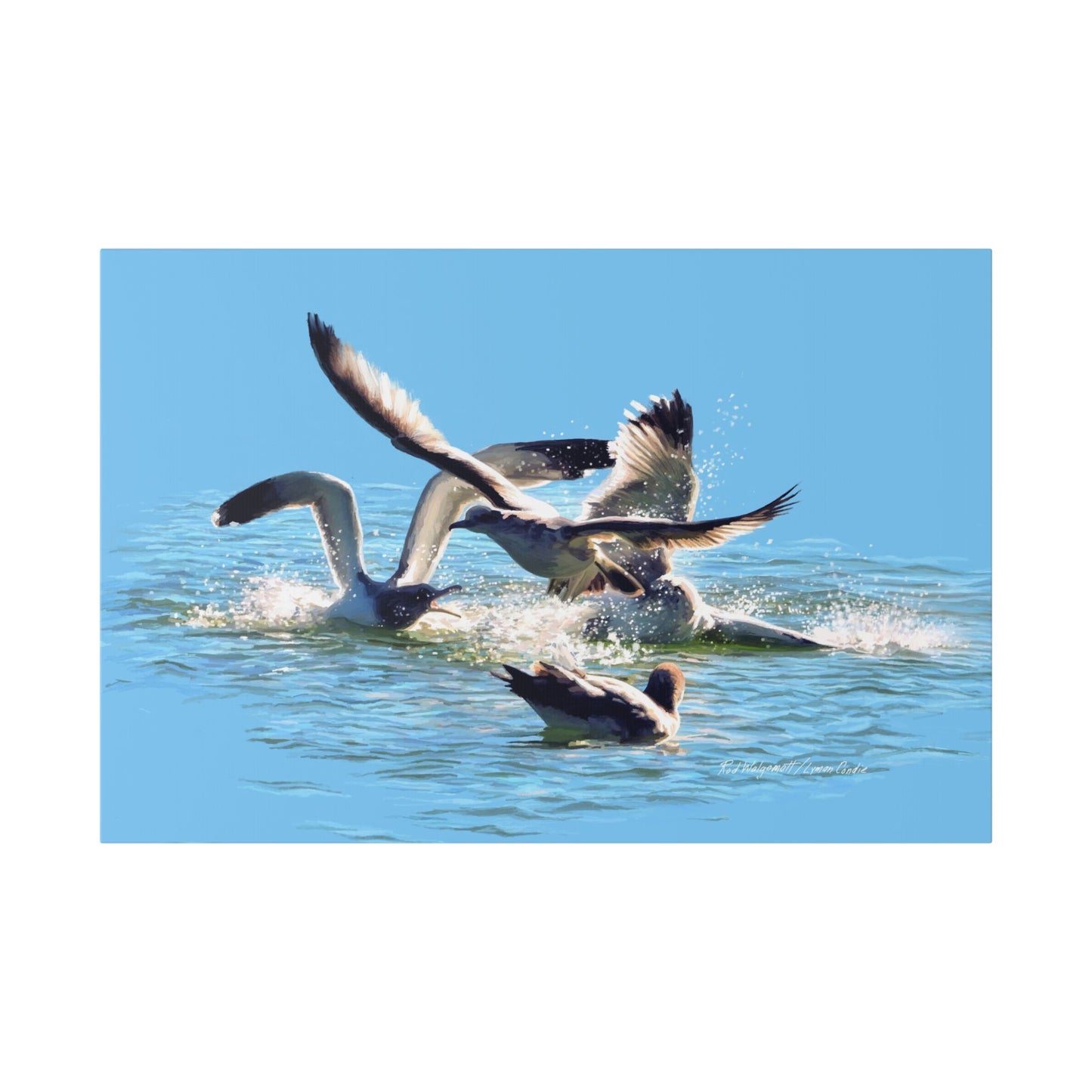 Classic Stretched Canvas, Gull Fight on Stansbury Lake, by Rod Walgamott