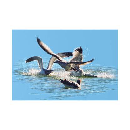 Classic Stretched Canvas, Gull Fight on Stansbury Lake, by Rod Walgamott