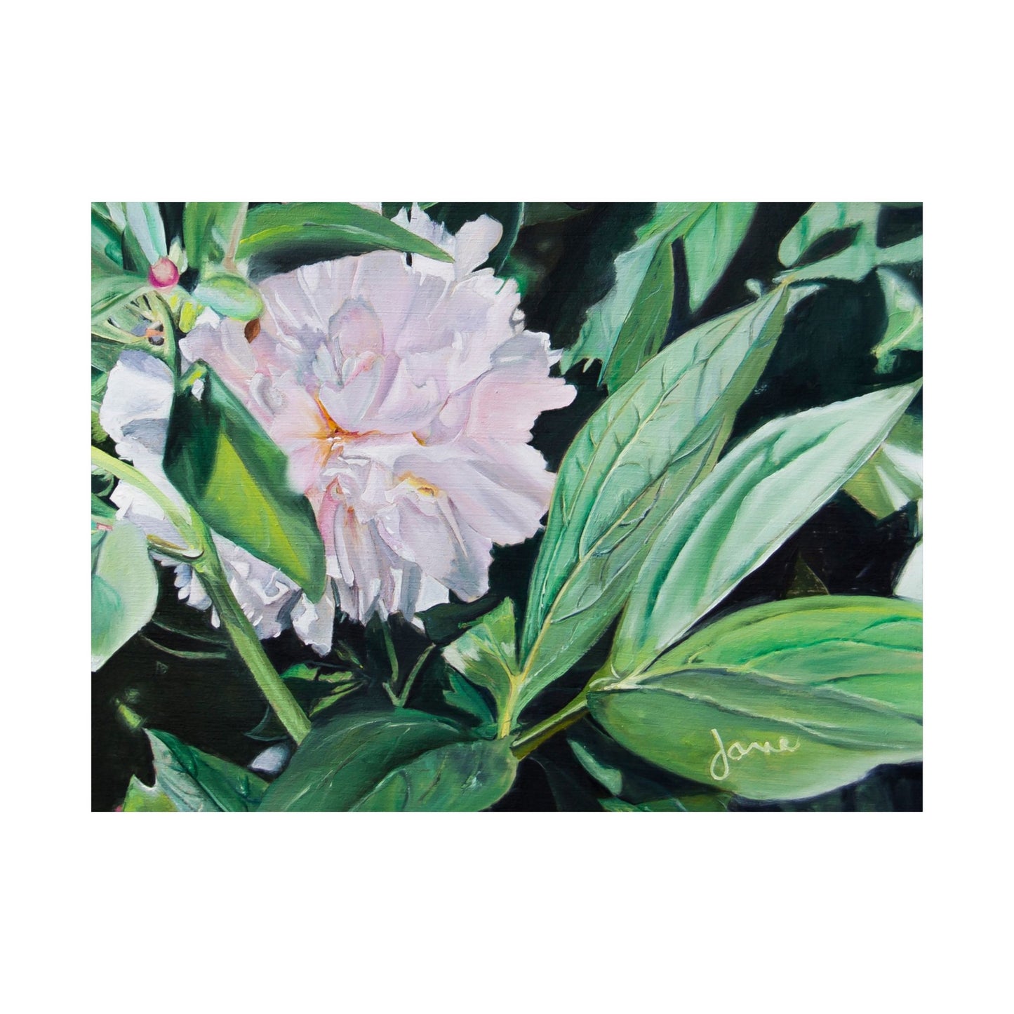 Shy Peone, by Jane Autry--Premium Matte Print