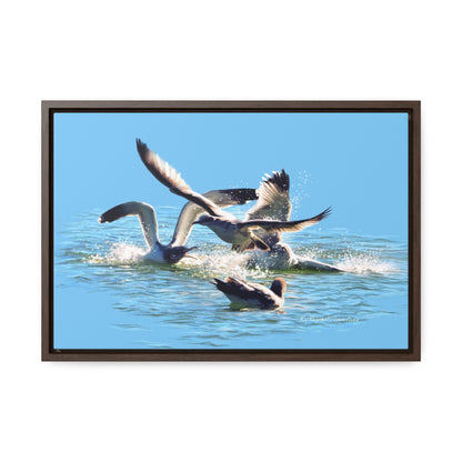 Stretched Canvas Print in Wood Frame, Gull Fight on Stansbury Lake, by Rod Walgamott