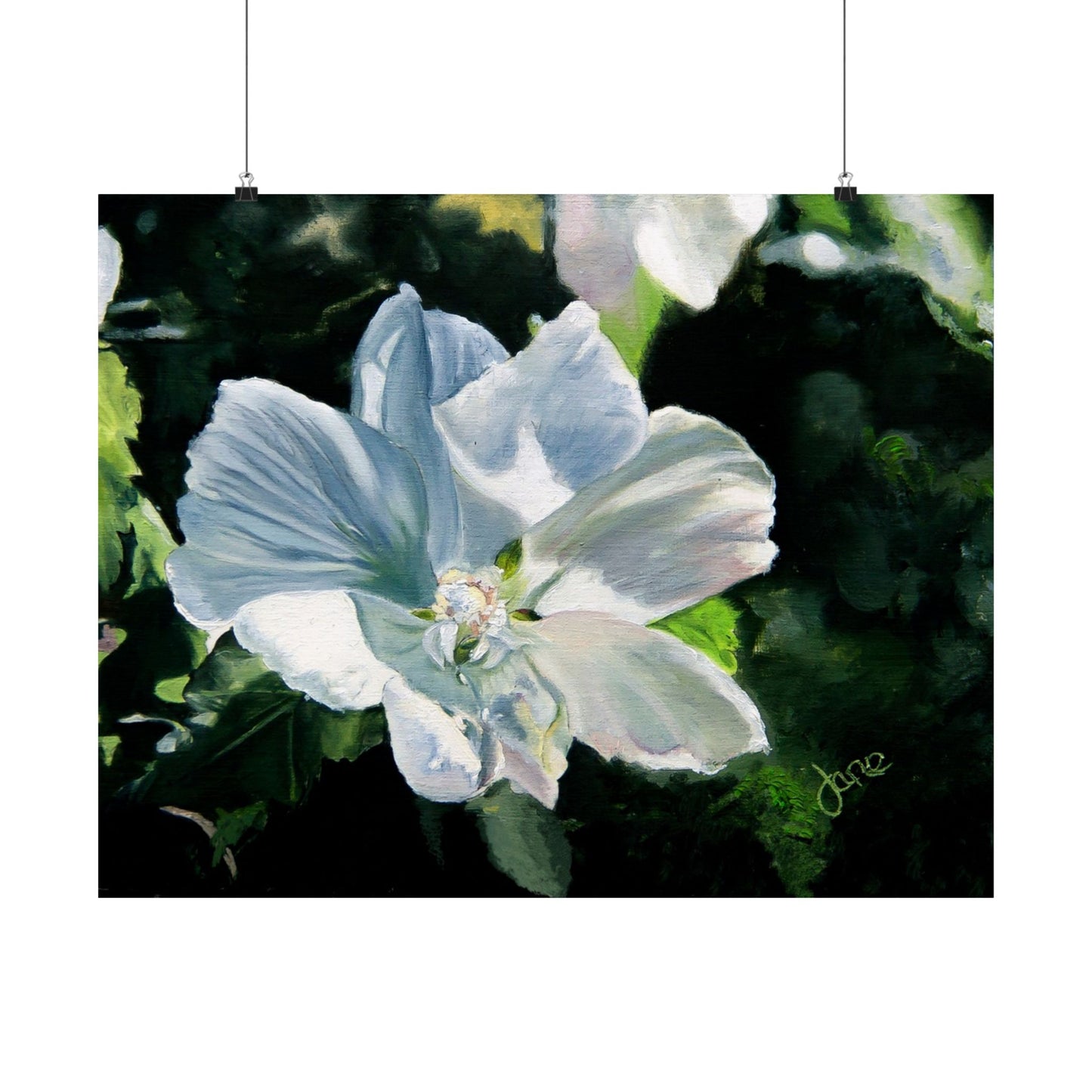 White Rose of Sharon, by Jane Autry--Premium Matte Print