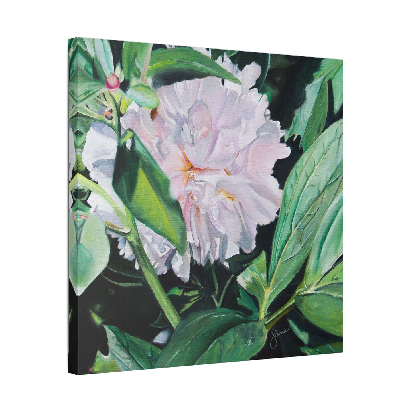 Classic Stretched Canvas, Shy Peone by Jane Autry