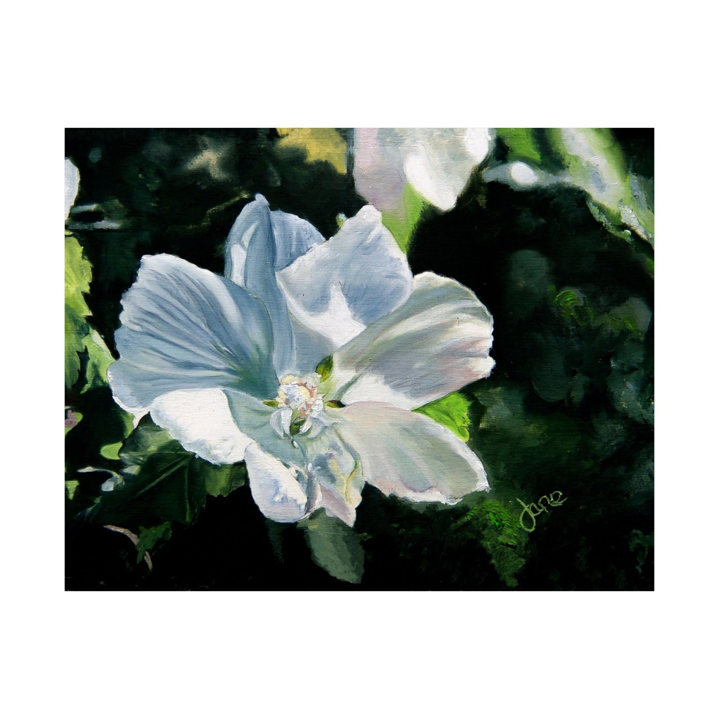 White Rose of Sharon, by Jane Autry--Premium Matte Print