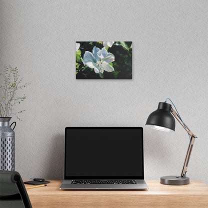 Classic Stretched Canvas, White Rose of Sharon by Jane Autry