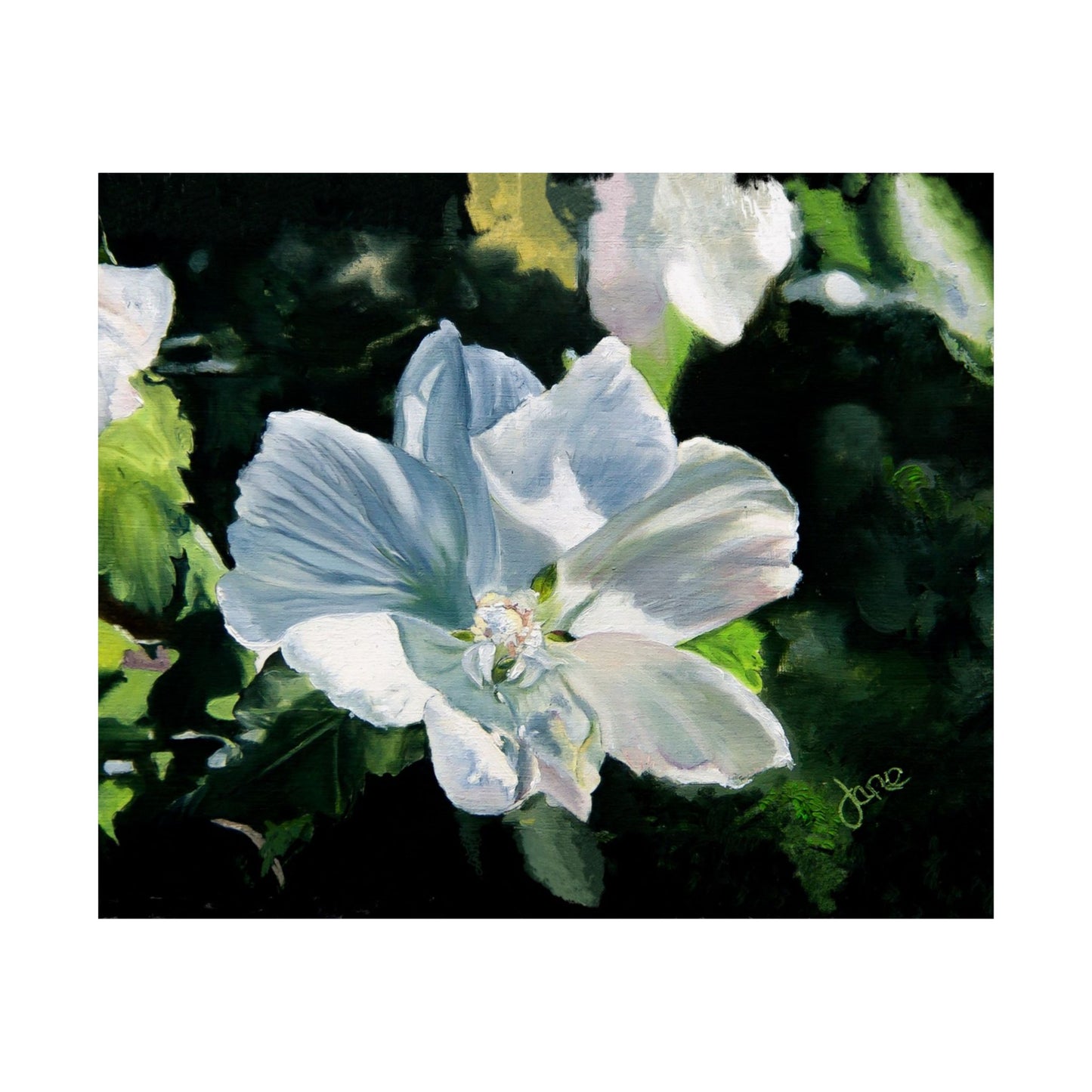 White Rose of Sharon, by Jane Autry--Premium Matte Print