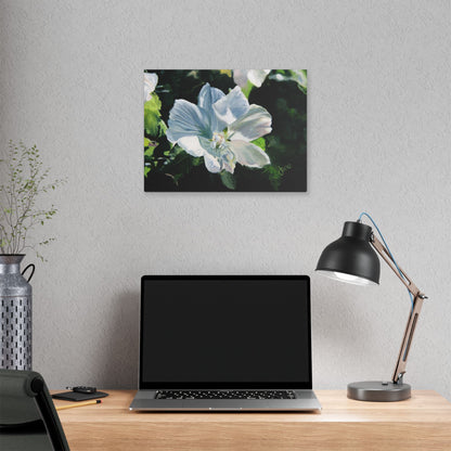 Classic Stretched Canvas, White Rose of Sharon by Jane Autry