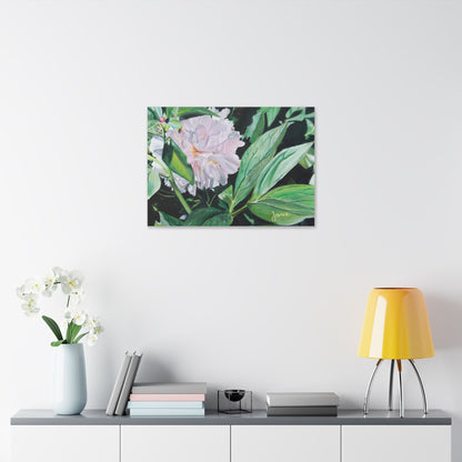 Classic Stretched Canvas, Shy Peone by Jane Autry